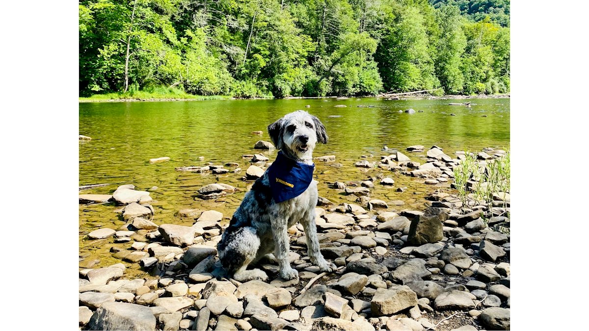 Enhancing student well-being with support animals