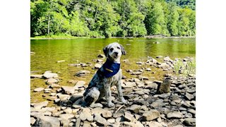 Enhancing student well-being with support animals