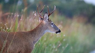 Hodder receives federal grant to study evolution of COVID-19 variants among white-tailed deer