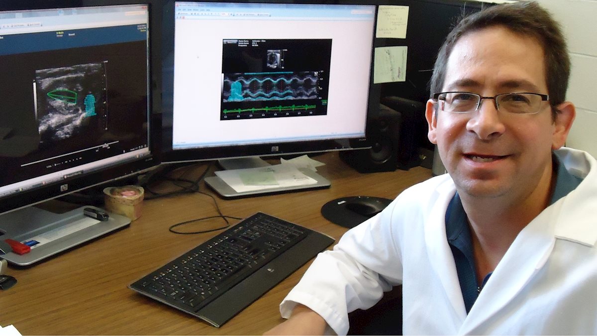 Hollander named interim chair of Physiology, Pharmacology and Toxicology