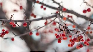 HSCommunity: Holiday Season