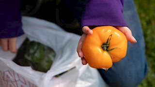 Meal Ticket: A prescription for fresh produce, better health