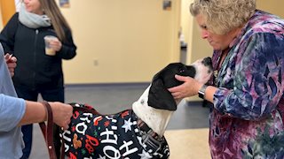 Meet Gus, the WVU School of Nursing’s therapy-dog-in-training