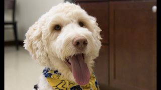 Meet Lucas, WVU Health Sciences’ new certified visitation dog