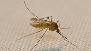 Mosquito-borne diseases still a concern despite cooler fall weather
