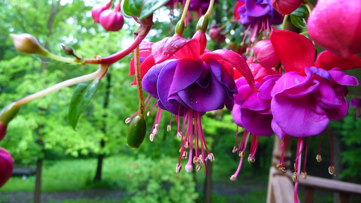 Mother's Day flower and fern sale to benefit cancer patients