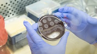 Student gains experience at vaccine development lab