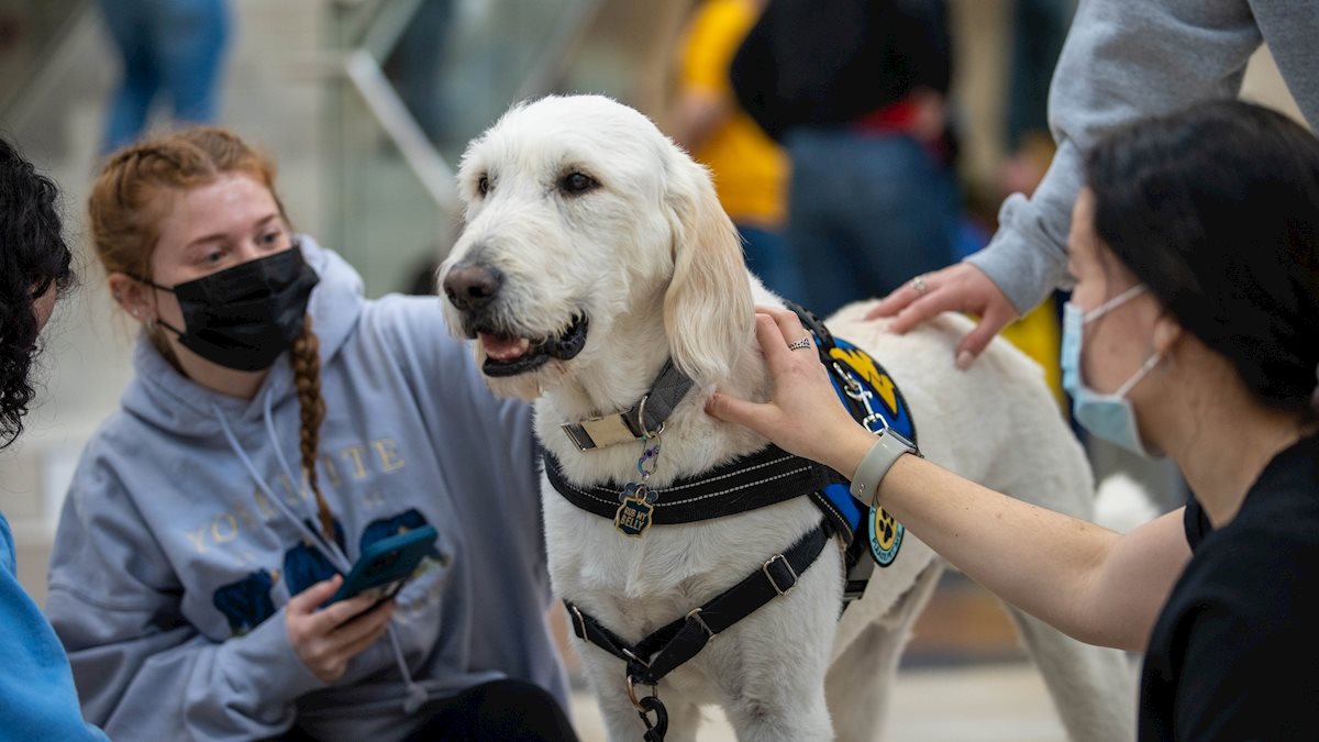 Wellness activities planned for Finals Week School of Medicine West