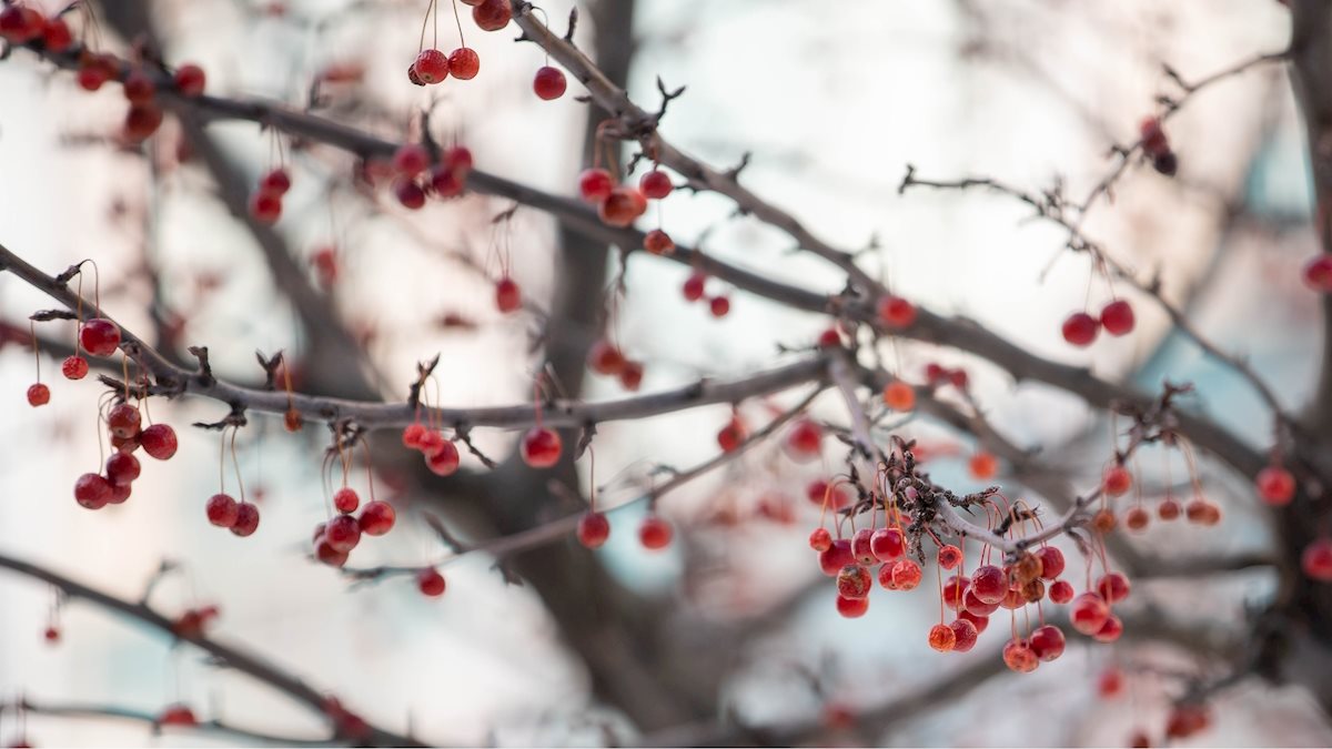 WVU Medicine and WVU Health Sciences holiday decorating guidelines