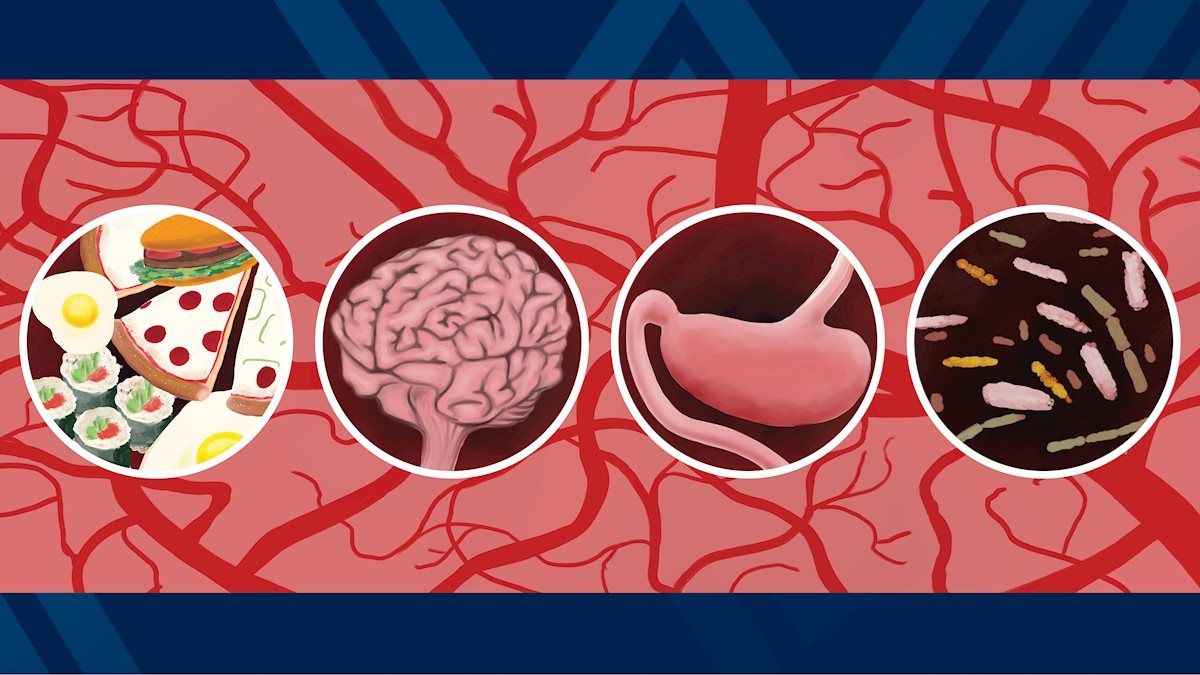 WVU researchers explore stroke’s effects on microbiome