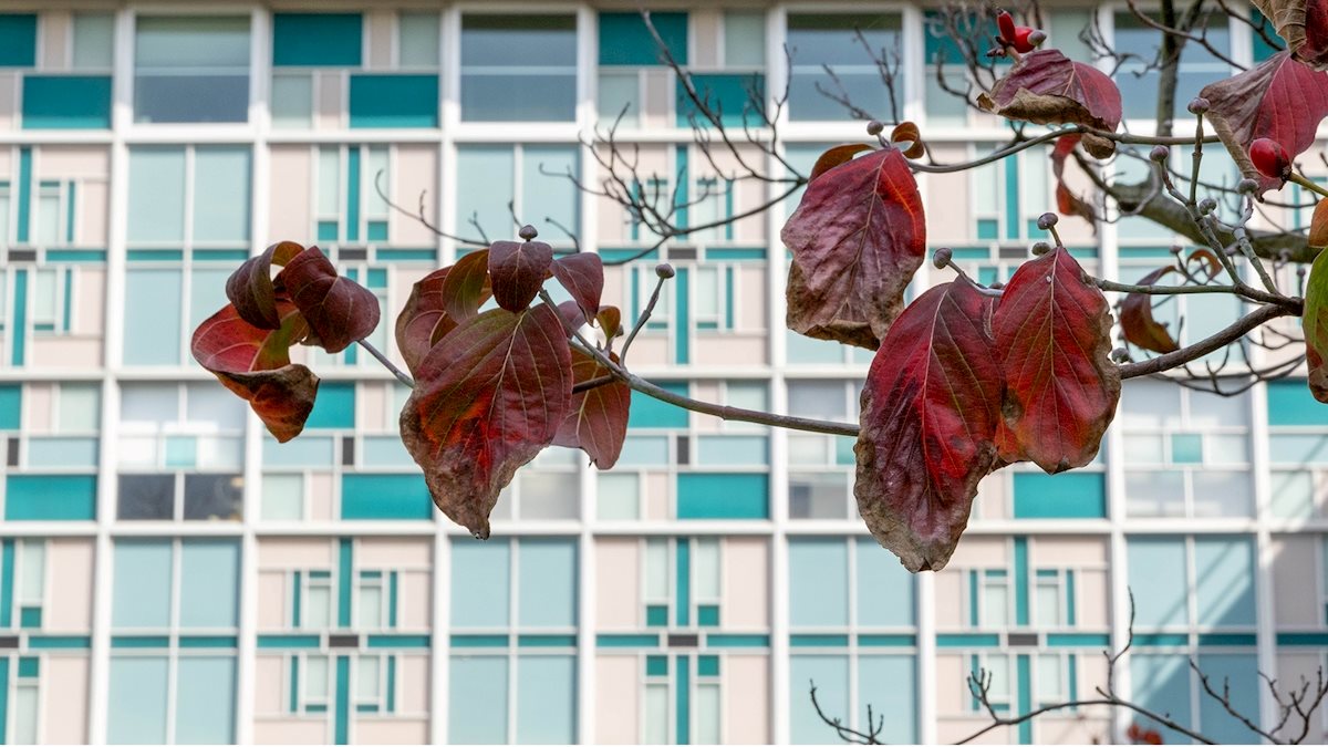 WVU undergraduate student explores gene therapy approaches to treating blinding diseases through summer research program